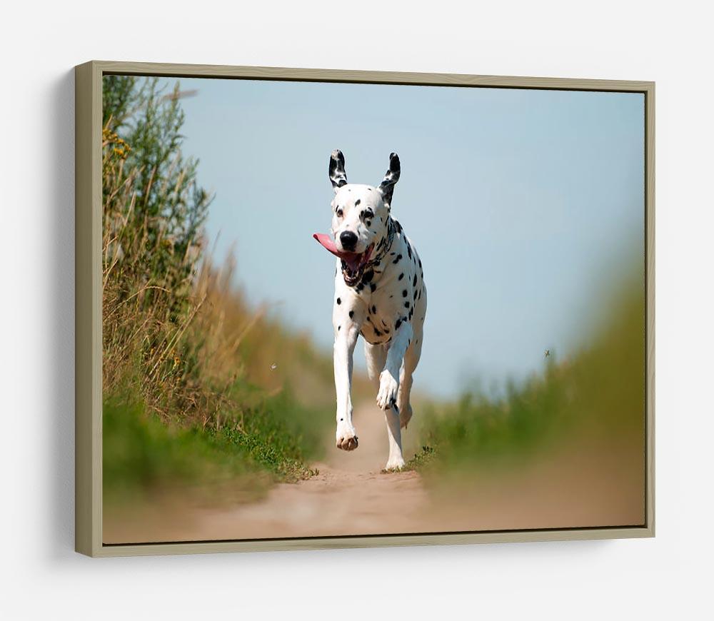 Front View of Exuberant Dalmatian Dog Running HD Metal Print - Canvas Art Rocks - 8