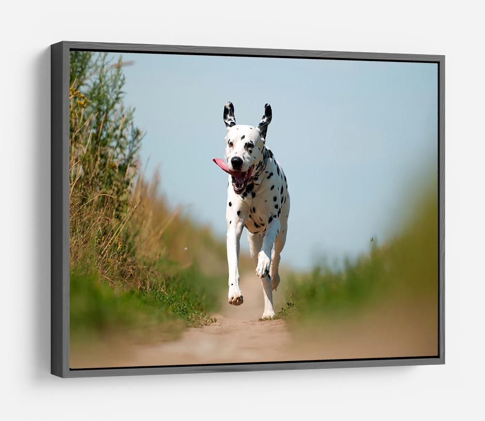Front View of Exuberant Dalmatian Dog Running HD Metal Print - Canvas Art Rocks - 9