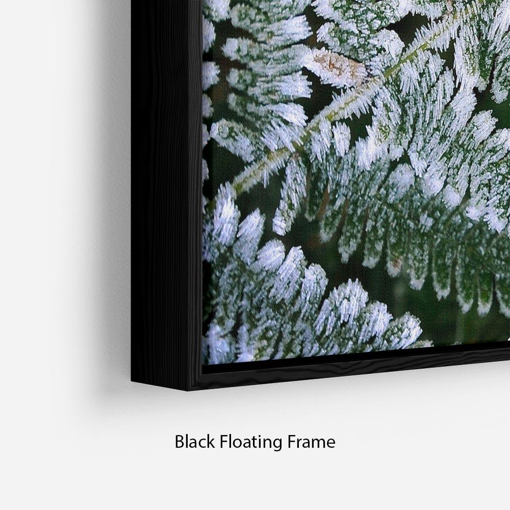 Frosty Fern Floating Frame Canvas - Canvas Art Rocks - 2