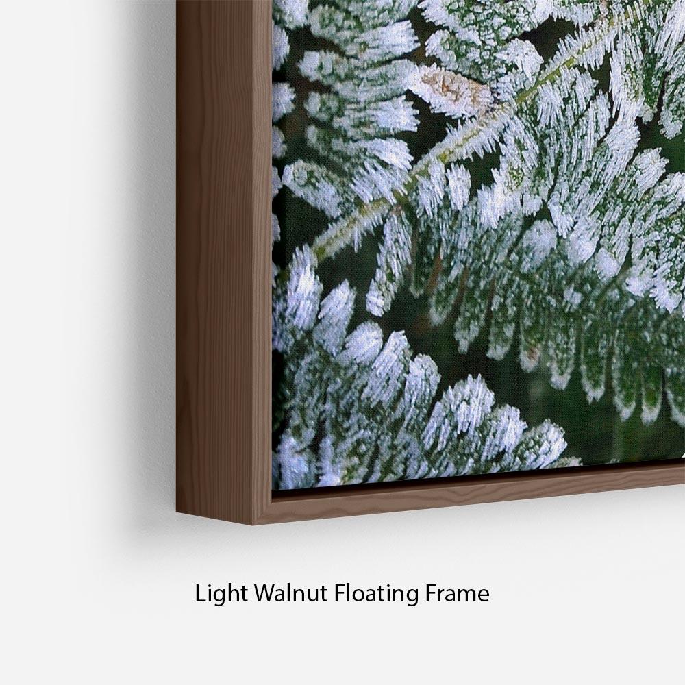 Frosty Fern Floating Frame Canvas - Canvas Art Rocks - 8