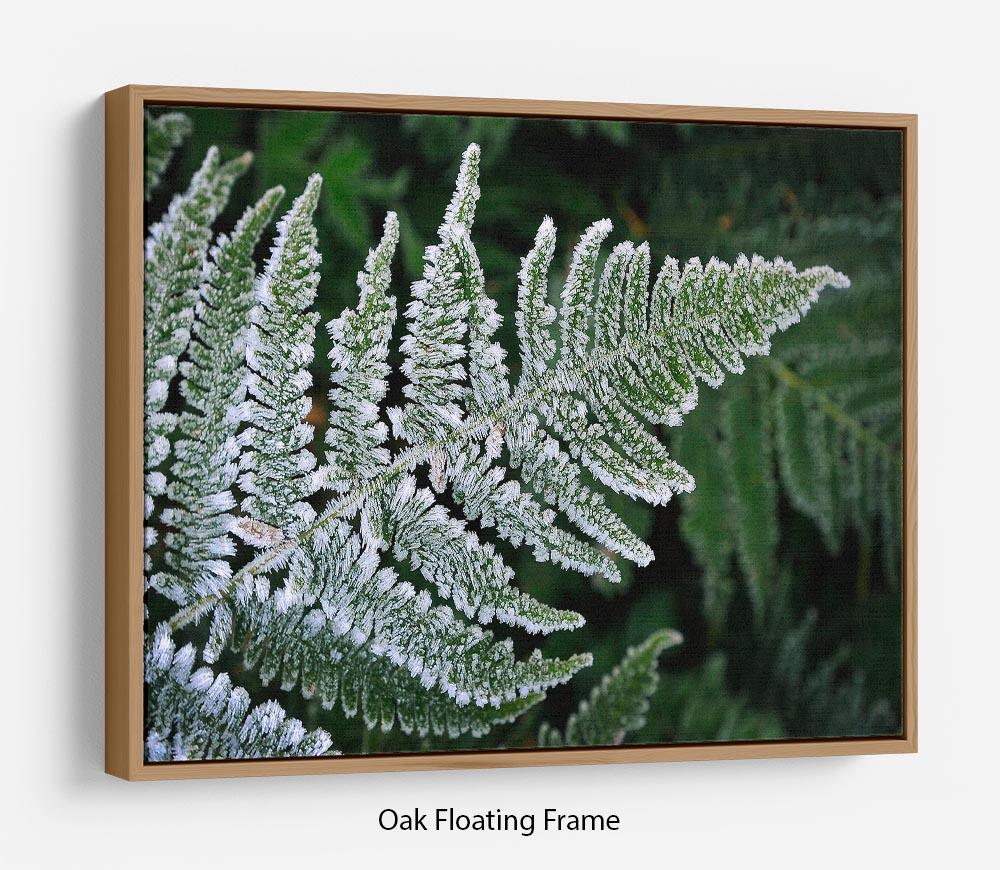 Frosty Fern Floating Frame Canvas - Canvas Art Rocks - 9