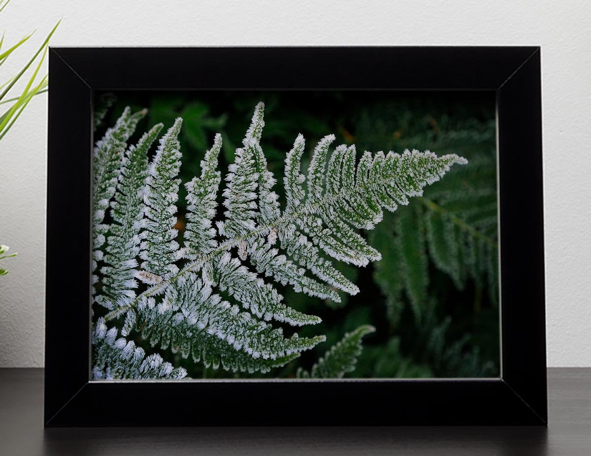 Frosty Fern Framed Print - Canvas Art Rocks - 2