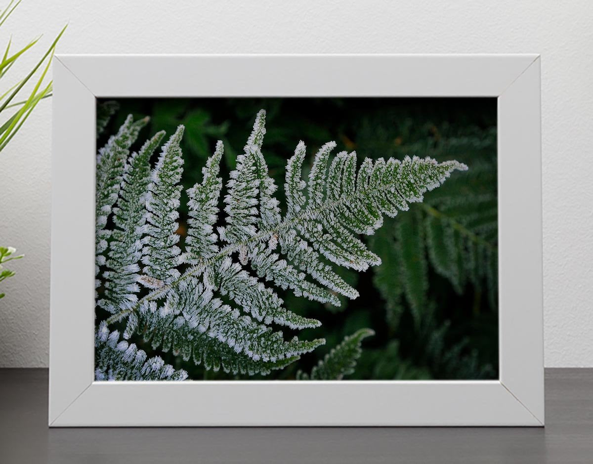 Frosty Fern Framed Print - Canvas Art Rocks - 4