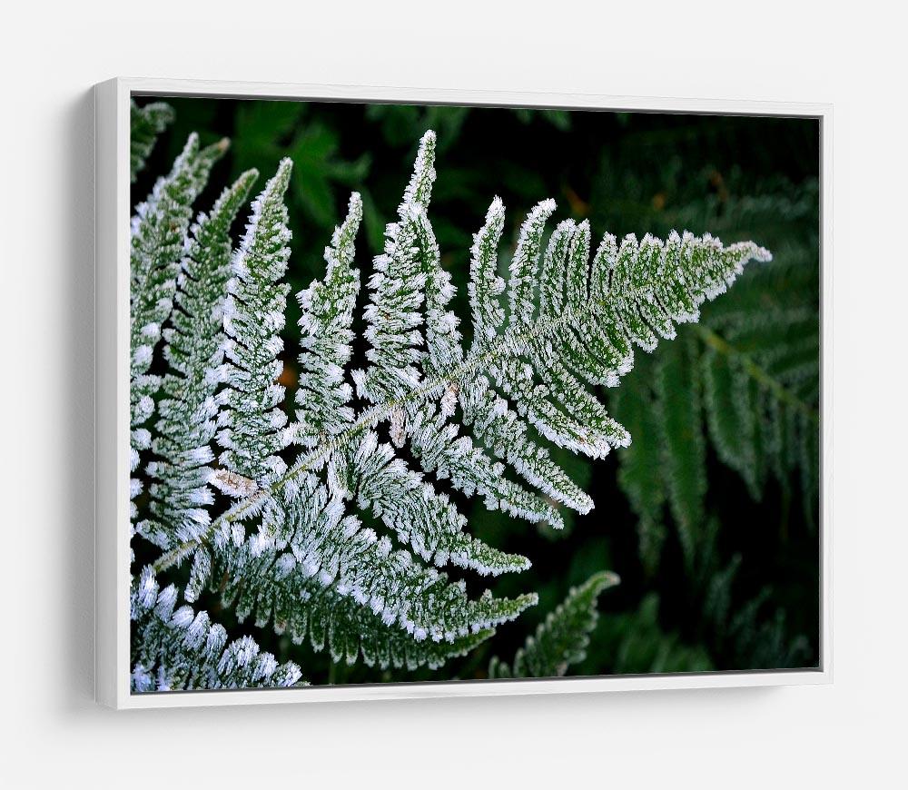 Frosty Fern HD Metal Print - Canvas Art Rocks - 7