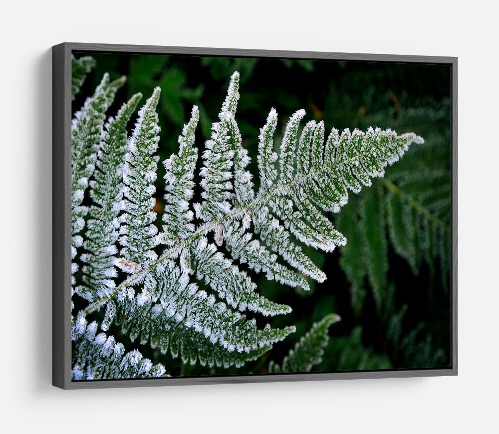 Frosty Fern HD Metal Print - Canvas Art Rocks - 9