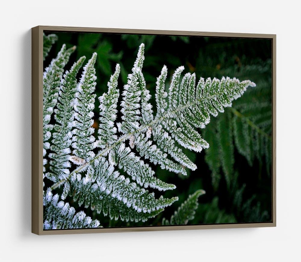 Frosty Fern HD Metal Print - Canvas Art Rocks - 10