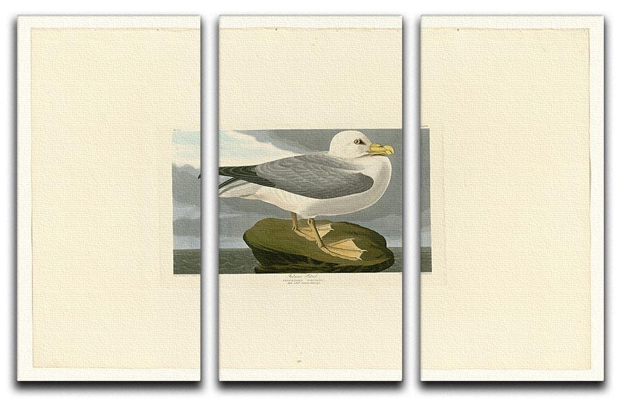Fulmar Petrel by Audubon 3 Split Panel Canvas Print - Canvas Art Rocks - 1