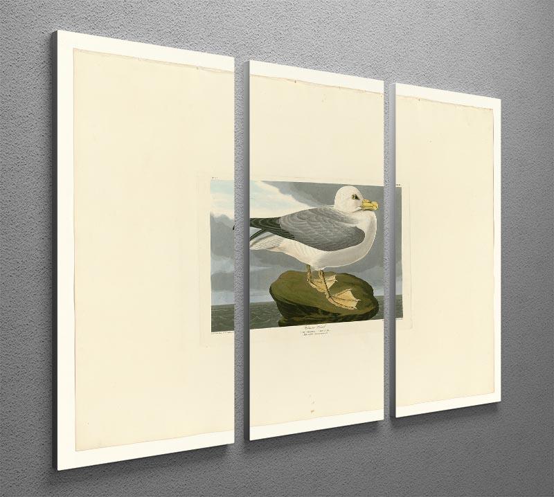 Fulmar Petrel by Audubon 3 Split Panel Canvas Print - Canvas Art Rocks - 2