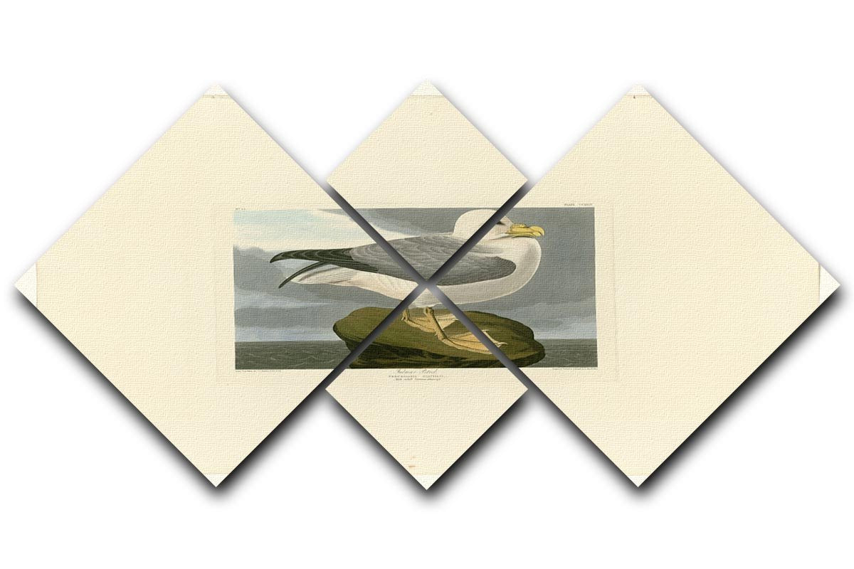 Fulmar Petrel by Audubon 4 Square Multi Panel Canvas - Canvas Art Rocks - 1