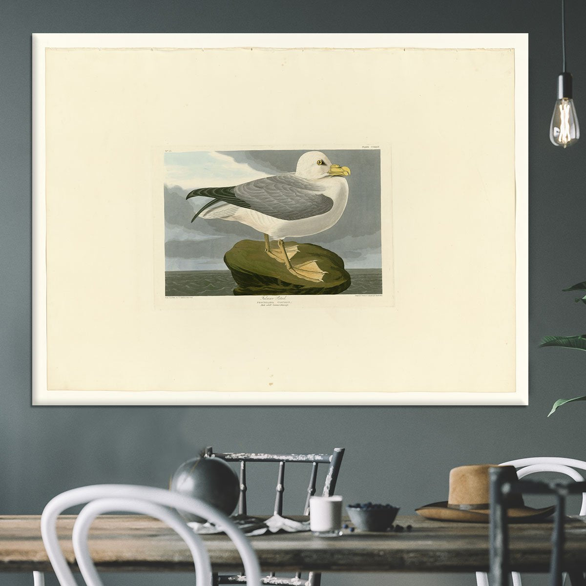Fulmar Petrel by Audubon Canvas Print or Poster