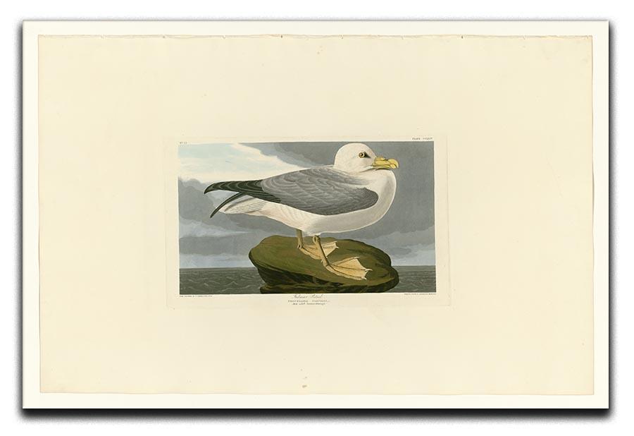 Fulmar Petrel by Audubon Canvas Print or Poster - Canvas Art Rocks - 1