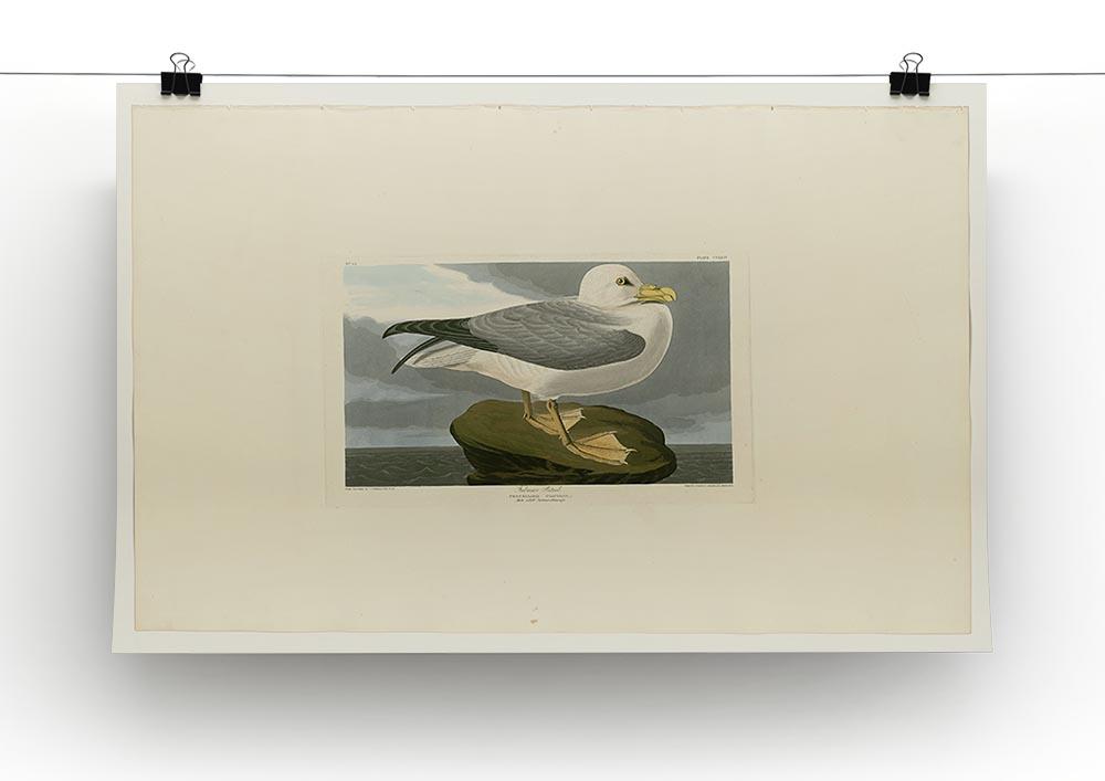 Fulmar Petrel by Audubon Canvas Print or Poster - Canvas Art Rocks - 2