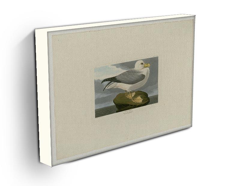Fulmar Petrel by Audubon Canvas Print or Poster - Canvas Art Rocks - 3