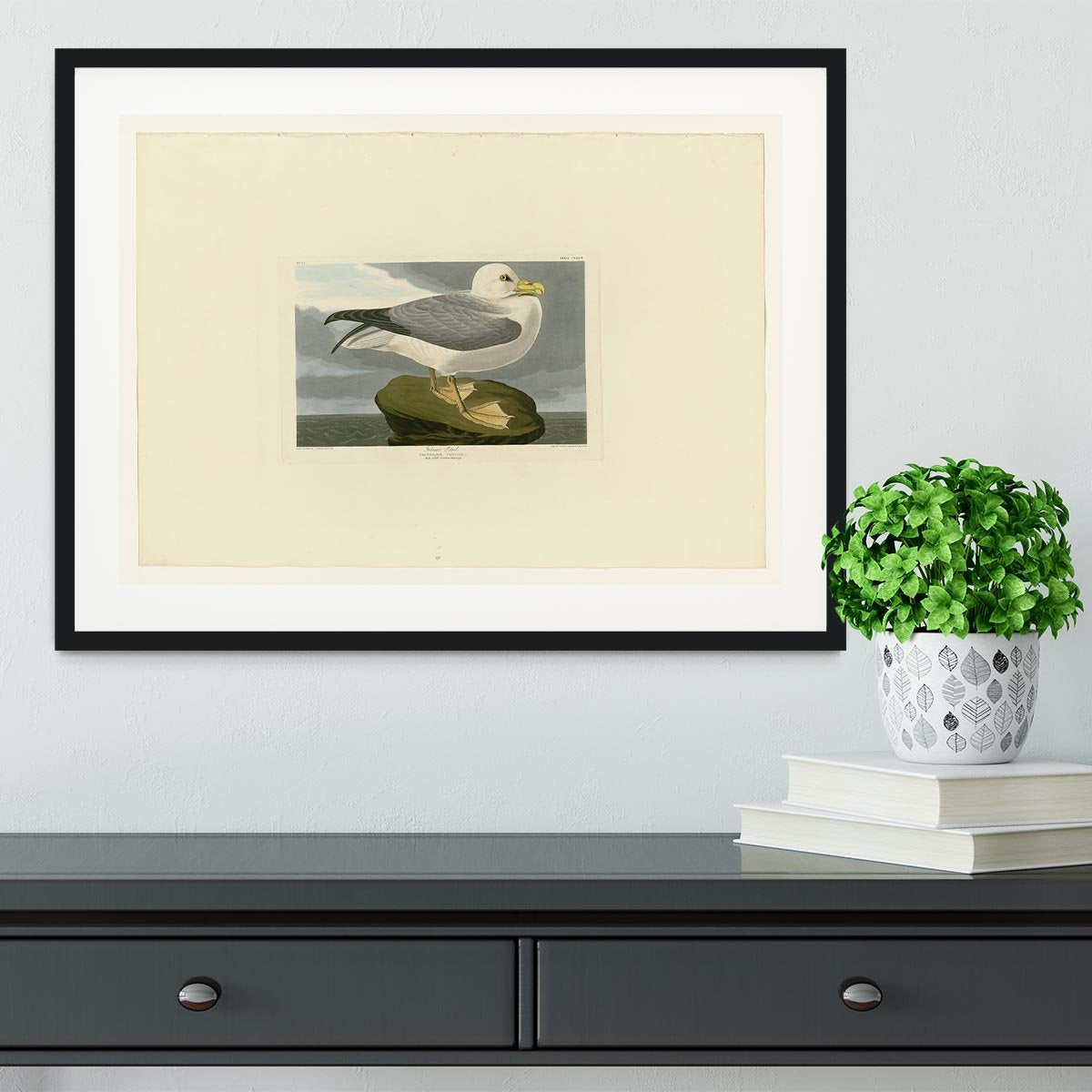 Fulmar Petrel by Audubon Framed Print - Canvas Art Rocks - 1