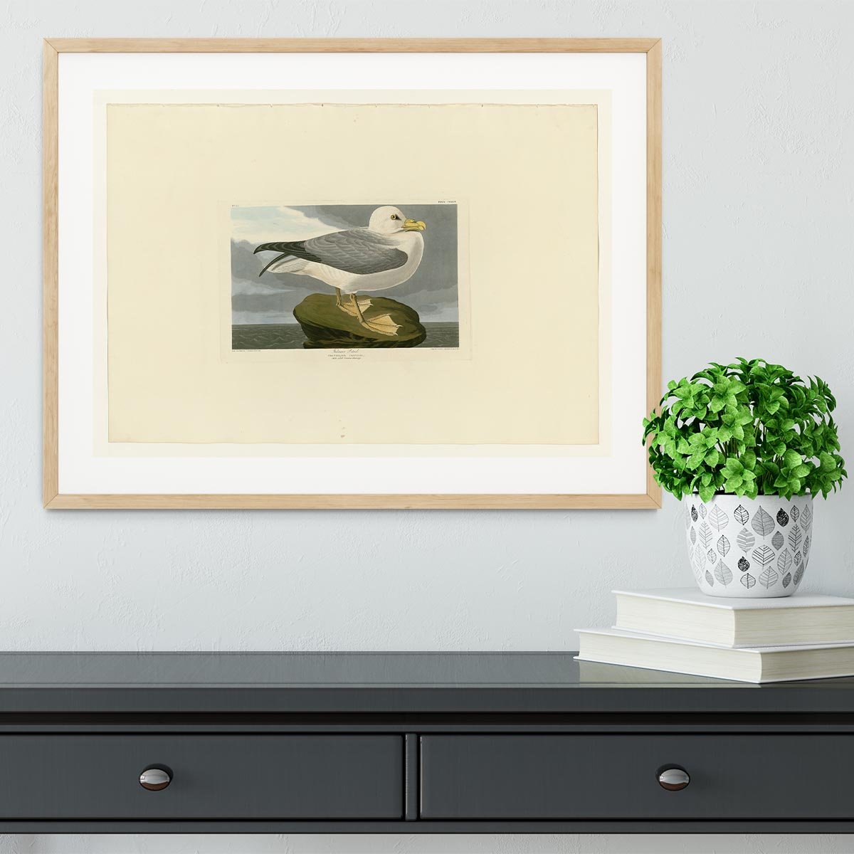Fulmar Petrel by Audubon Framed Print - Canvas Art Rocks - 3