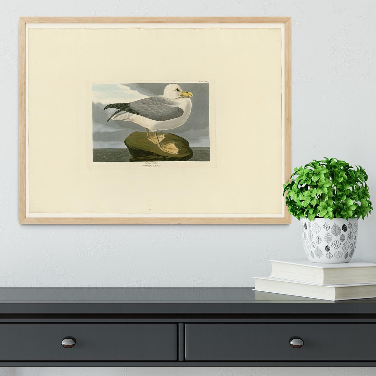 Fulmar Petrel by Audubon Framed Print - Canvas Art Rocks - 4