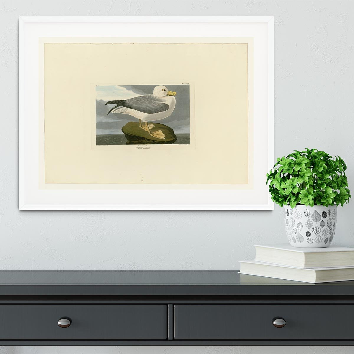 Fulmar Petrel by Audubon Framed Print - Canvas Art Rocks - 5