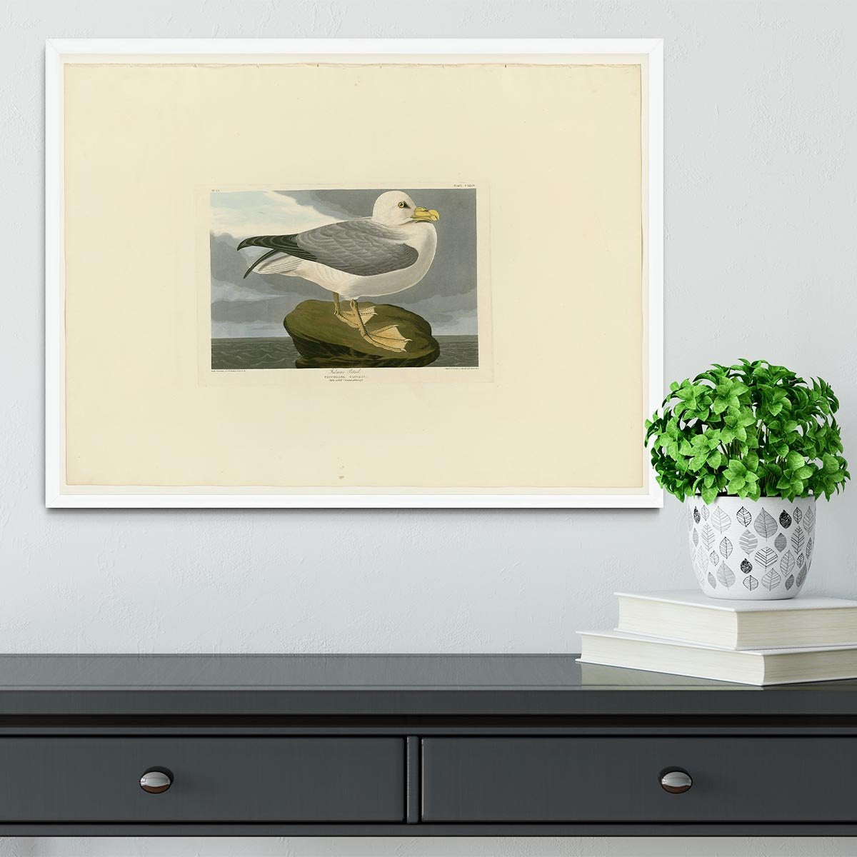 Fulmar Petrel by Audubon Framed Print - Canvas Art Rocks -6