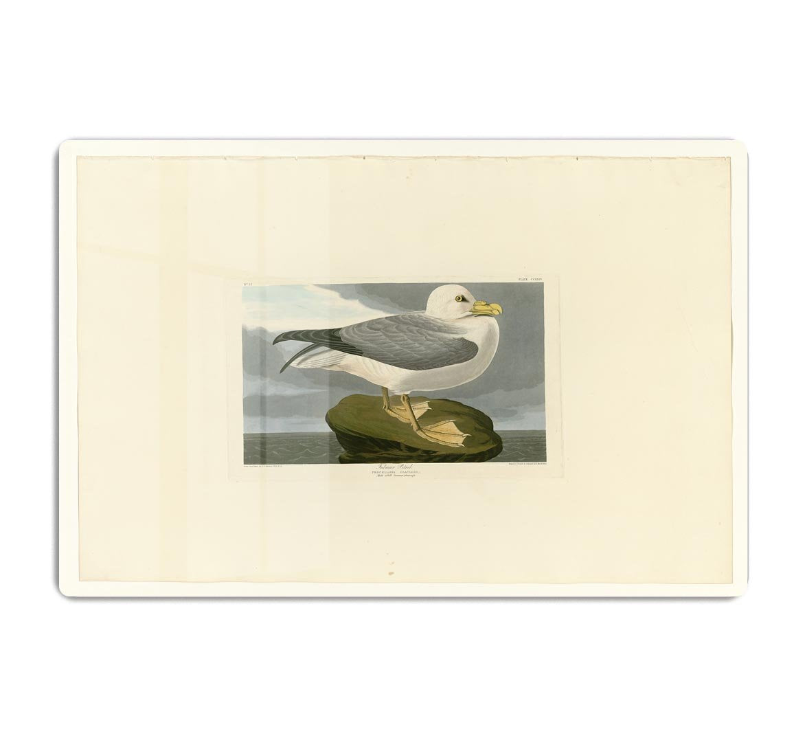 Fulmar Petrel by Audubon HD Metal Print - Canvas Art Rocks - 1