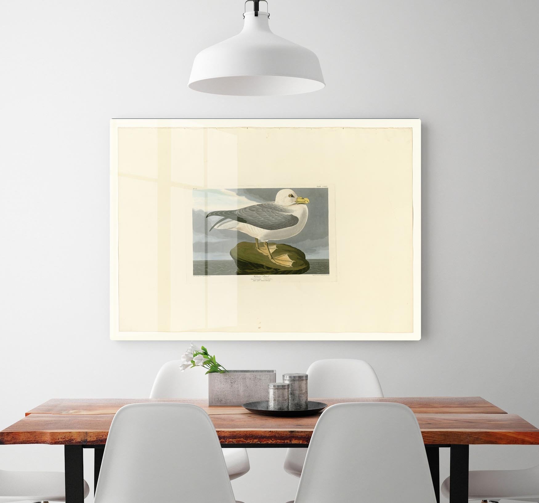 Fulmar Petrel by Audubon HD Metal Print - Canvas Art Rocks - 2