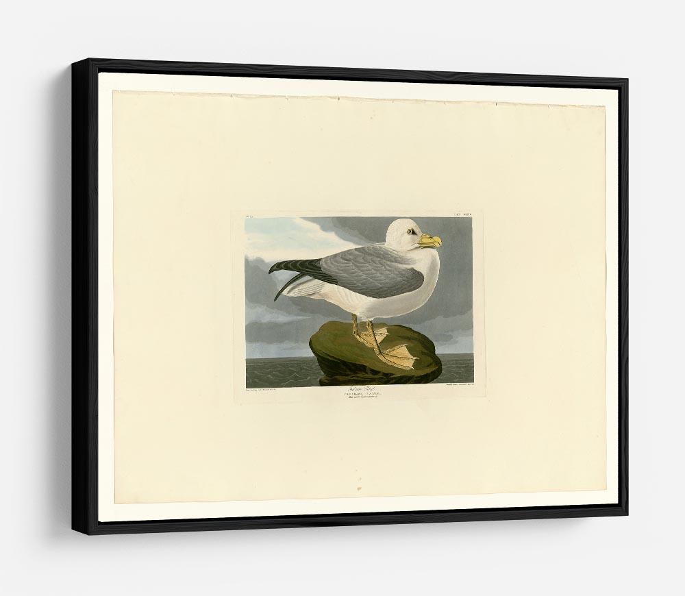 Fulmar Petrel by Audubon HD Metal Print - Canvas Art Rocks - 6
