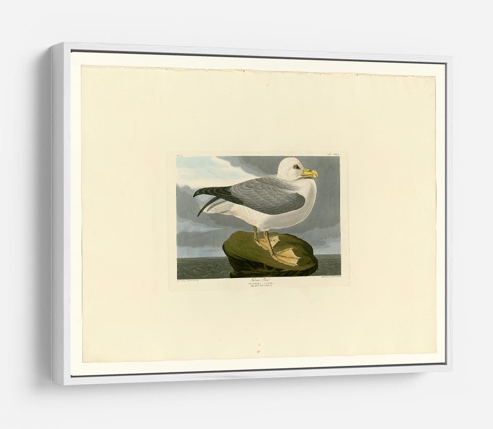Fulmar Petrel by Audubon HD Metal Print - Canvas Art Rocks - 7
