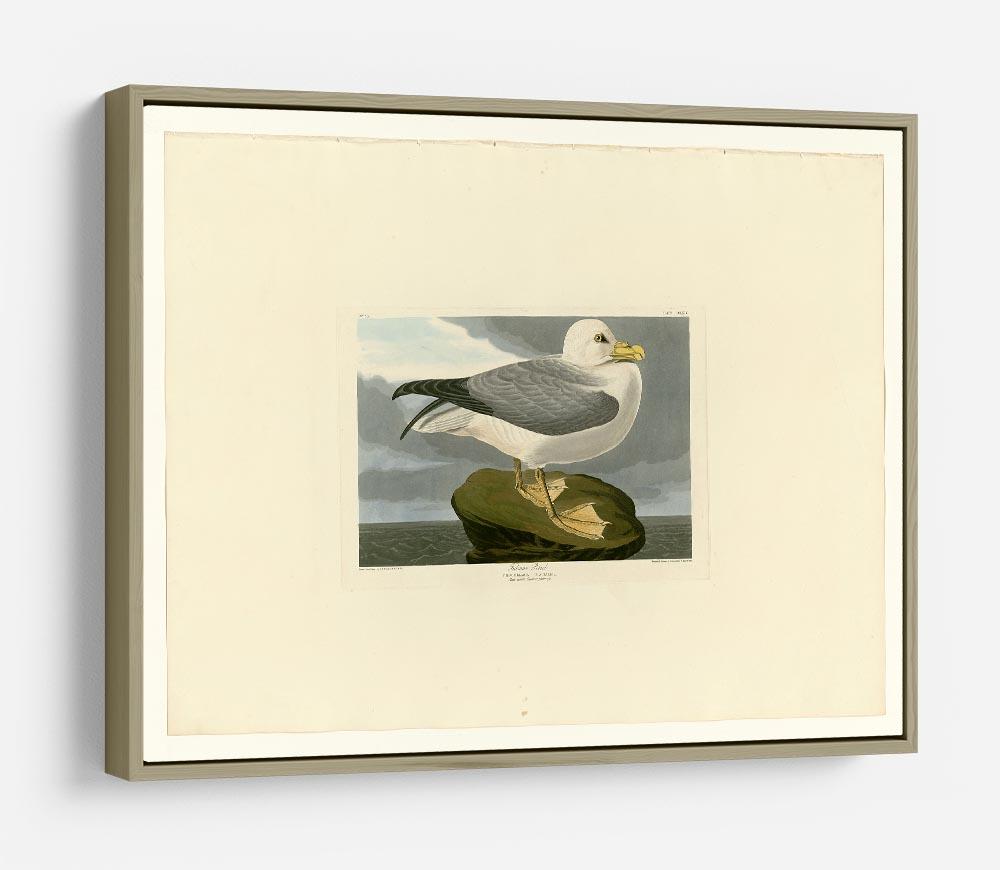 Fulmar Petrel by Audubon HD Metal Print - Canvas Art Rocks - 8