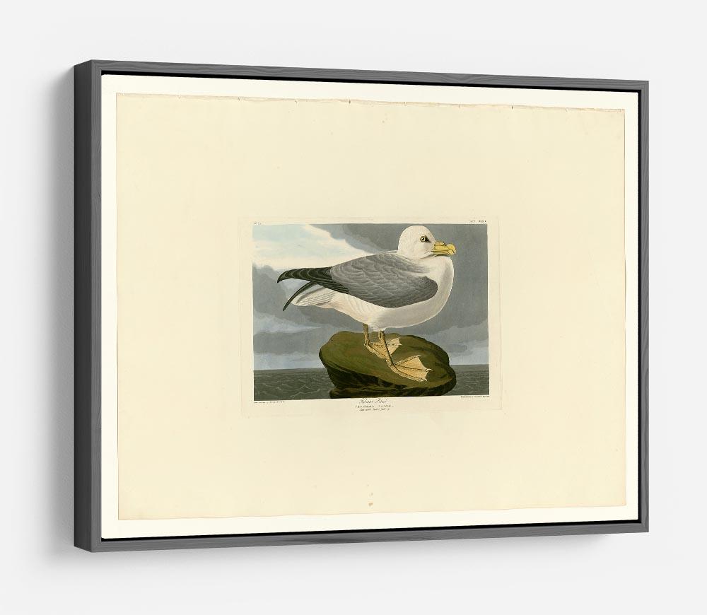 Fulmar Petrel by Audubon HD Metal Print - Canvas Art Rocks - 9