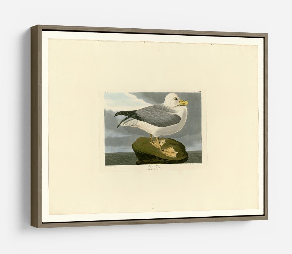 Fulmar Petrel by Audubon HD Metal Print - Canvas Art Rocks - 10