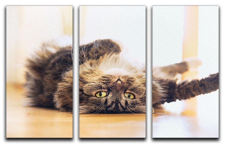 Funny cat is lying relaxed on his back 3 Split Panel Canvas Print - Canvas Art Rocks - 1