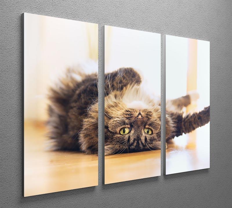 Funny cat is lying relaxed on his back 3 Split Panel Canvas Print - Canvas Art Rocks - 2