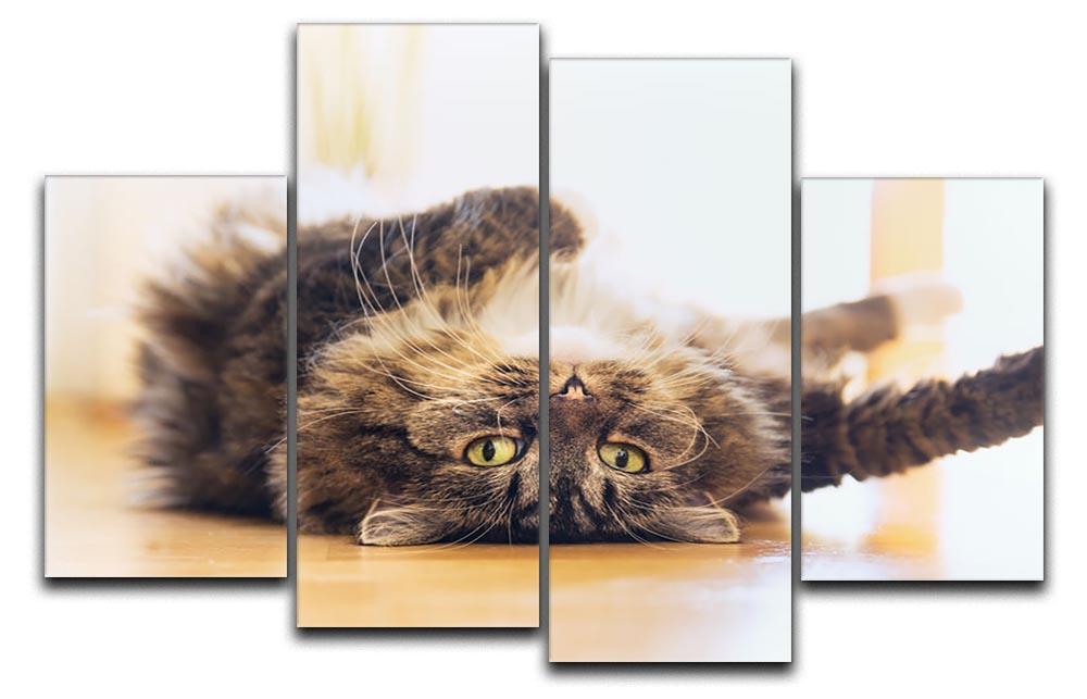 Funny cat is lying relaxed on his back 4 Split Panel Canvas - Canvas Art Rocks - 1