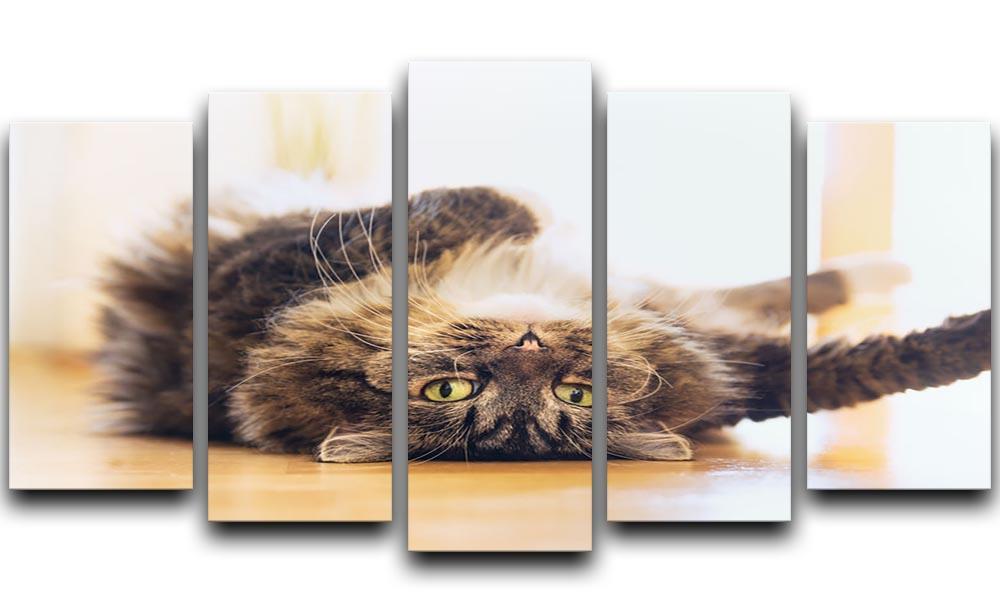 Funny cat is lying relaxed on his back 5 Split Panel Canvas - Canvas Art Rocks - 1