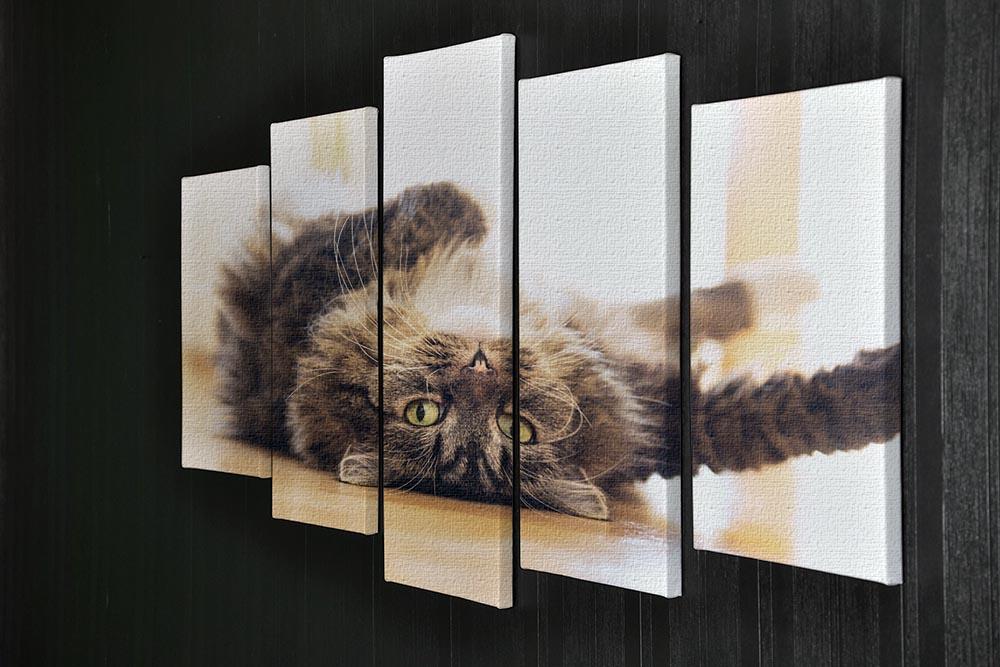 Funny cat is lying relaxed on his back 5 Split Panel Canvas - Canvas Art Rocks - 2