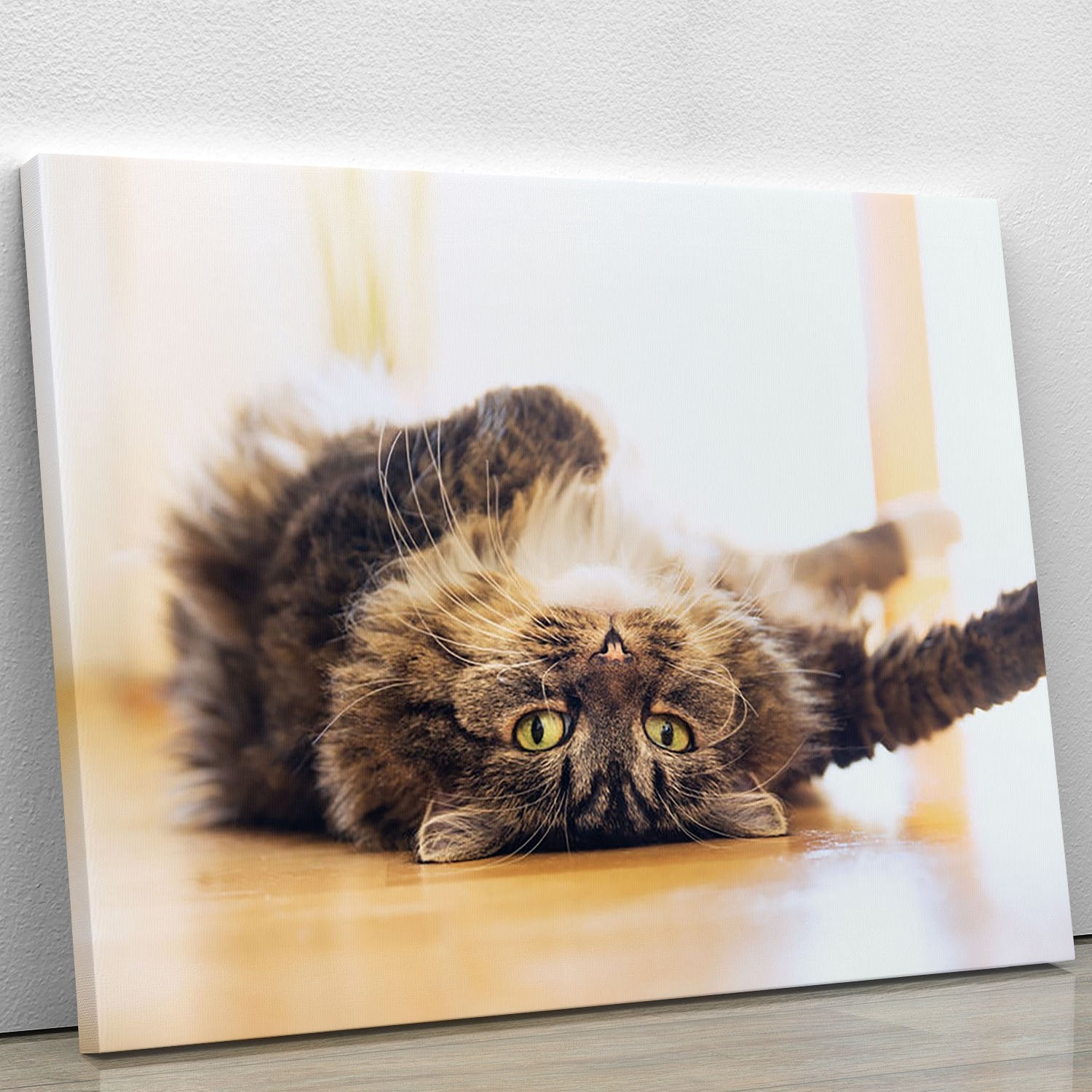 Funny cat is lying relaxed on his back Canvas Print or Poster