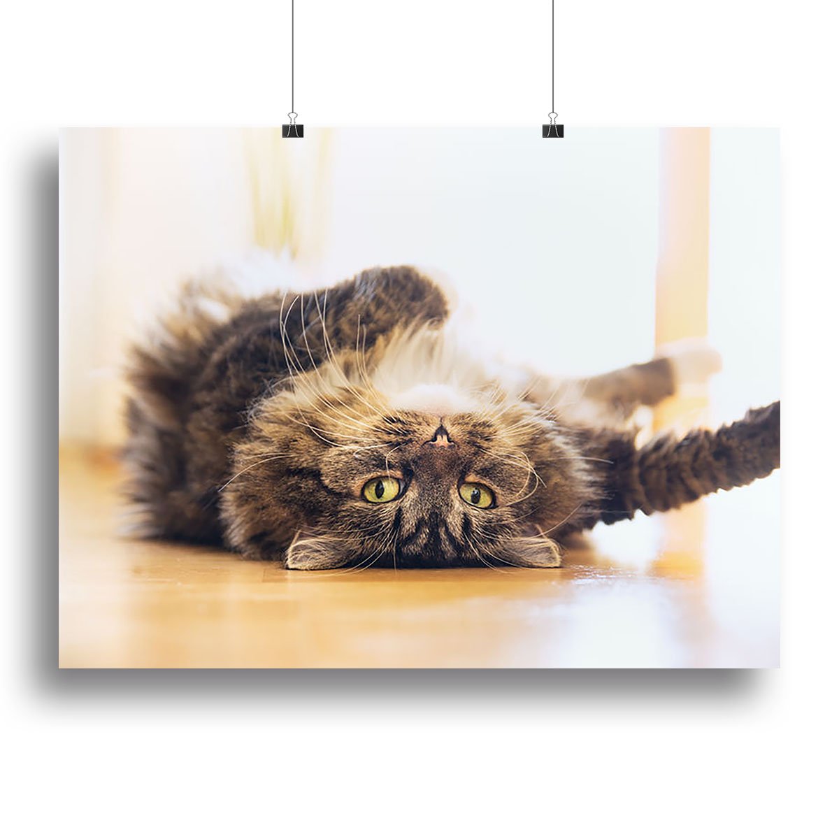 Funny cat is lying relaxed on his back Canvas Print or Poster