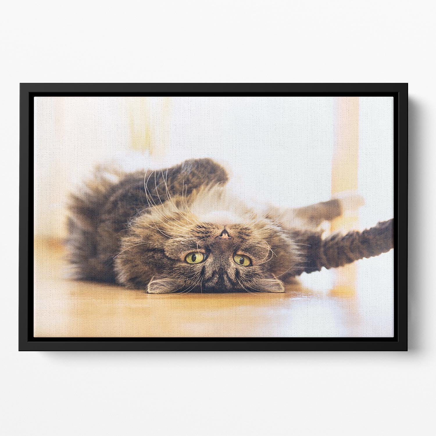 Funny cat is lying relaxed on his back Floating Framed Canvas - Canvas Art Rocks - 2