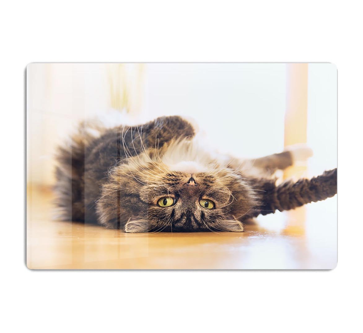 Funny cat is lying relaxed on his back HD Metal Print - Canvas Art Rocks - 1