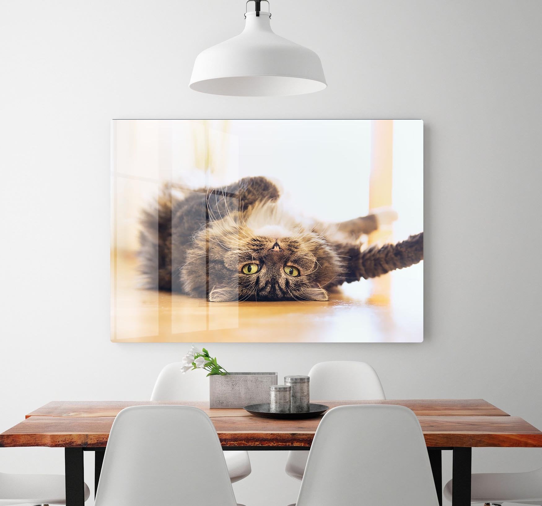 Funny cat is lying relaxed on his back HD Metal Print - Canvas Art Rocks - 2
