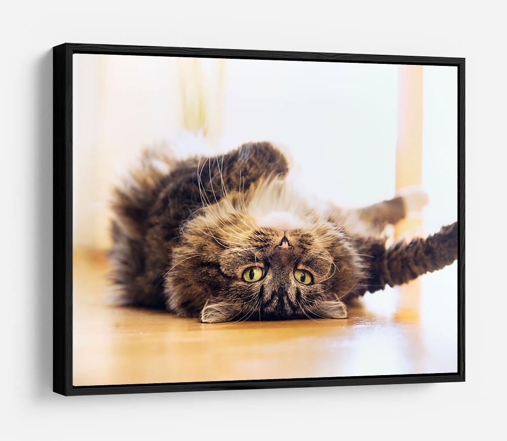 Funny cat is lying relaxed on his back HD Metal Print - Canvas Art Rocks - 6