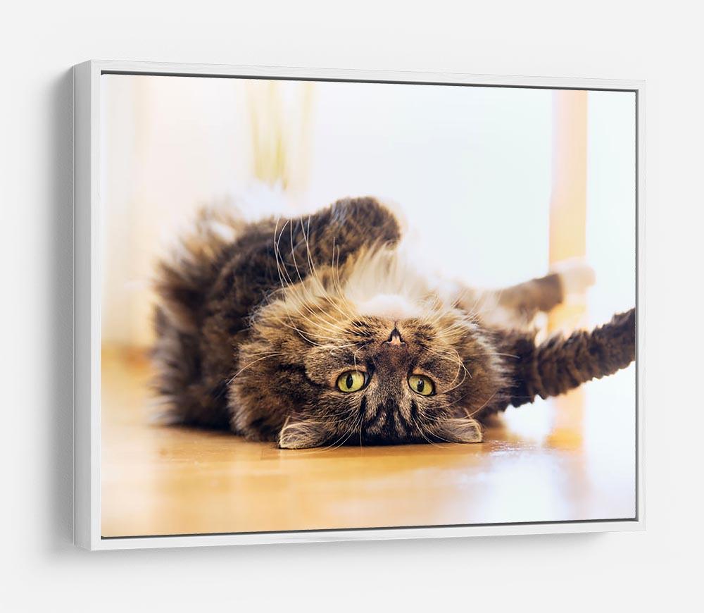 Funny cat is lying relaxed on his back HD Metal Print - Canvas Art Rocks - 7