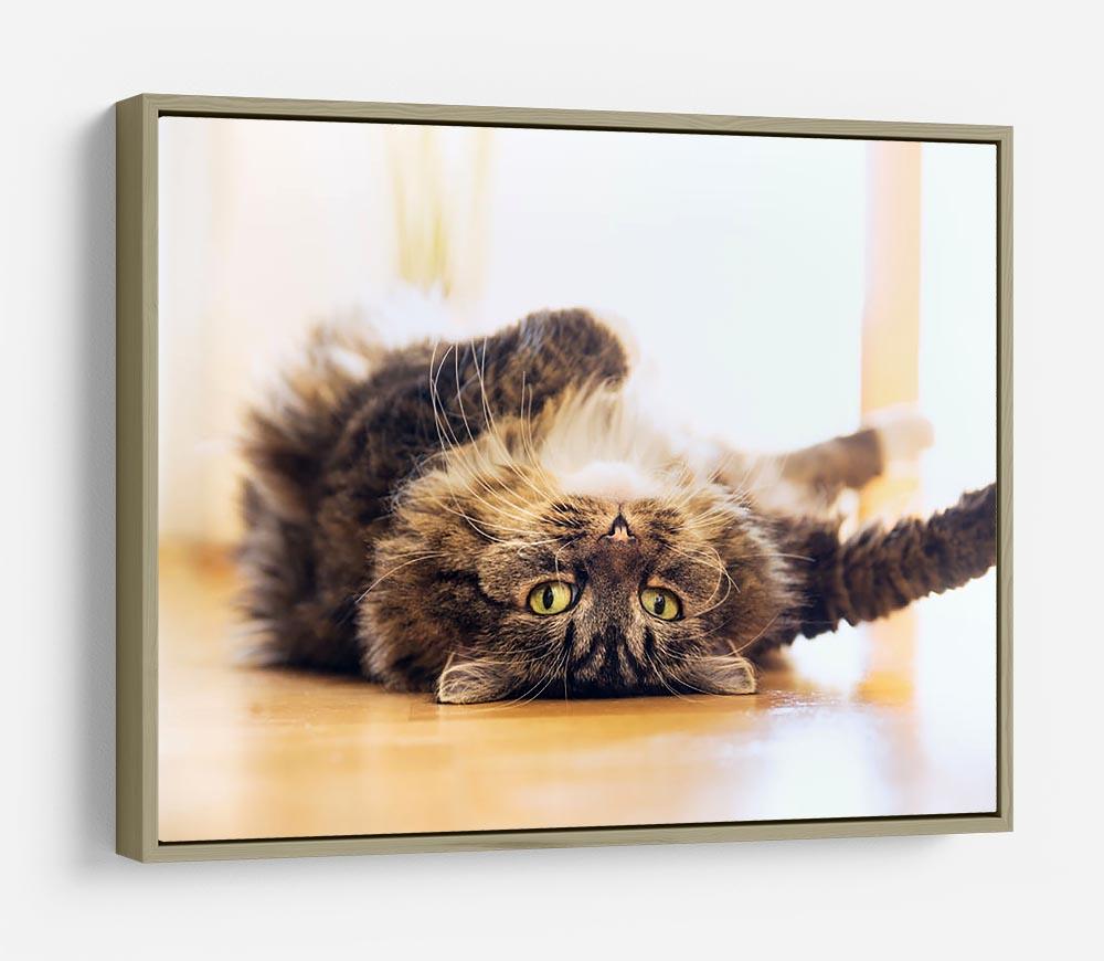 Funny cat is lying relaxed on his back HD Metal Print - Canvas Art Rocks - 8