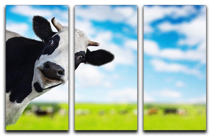 Funny cow looking at a camera 3 Split Panel Canvas Print - Canvas Art Rocks - 1