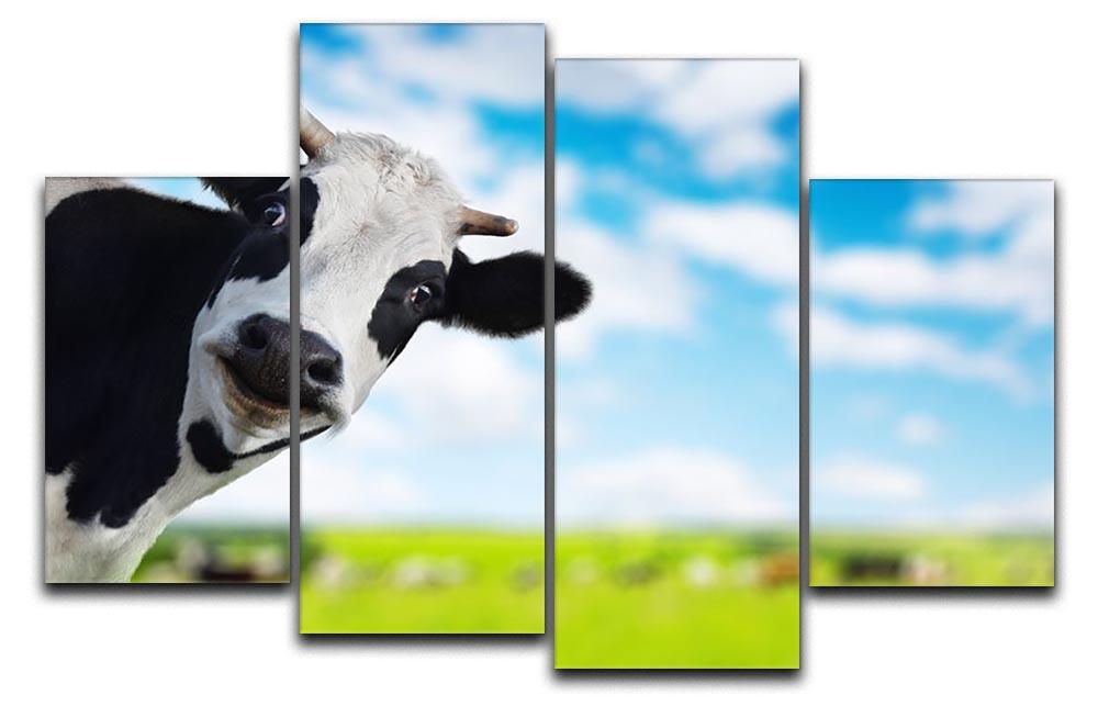 Funny cow looking at a camera 4 Split Panel Canvas - Canvas Art Rocks - 1