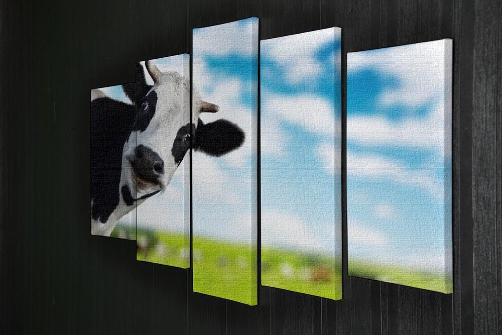 Funny cow looking at a camera 5 Split Panel Canvas - Canvas Art Rocks - 2