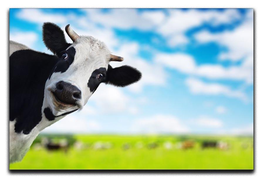 Funny cow looking at a camera Canvas Print or Poster - Canvas Art Rocks - 1