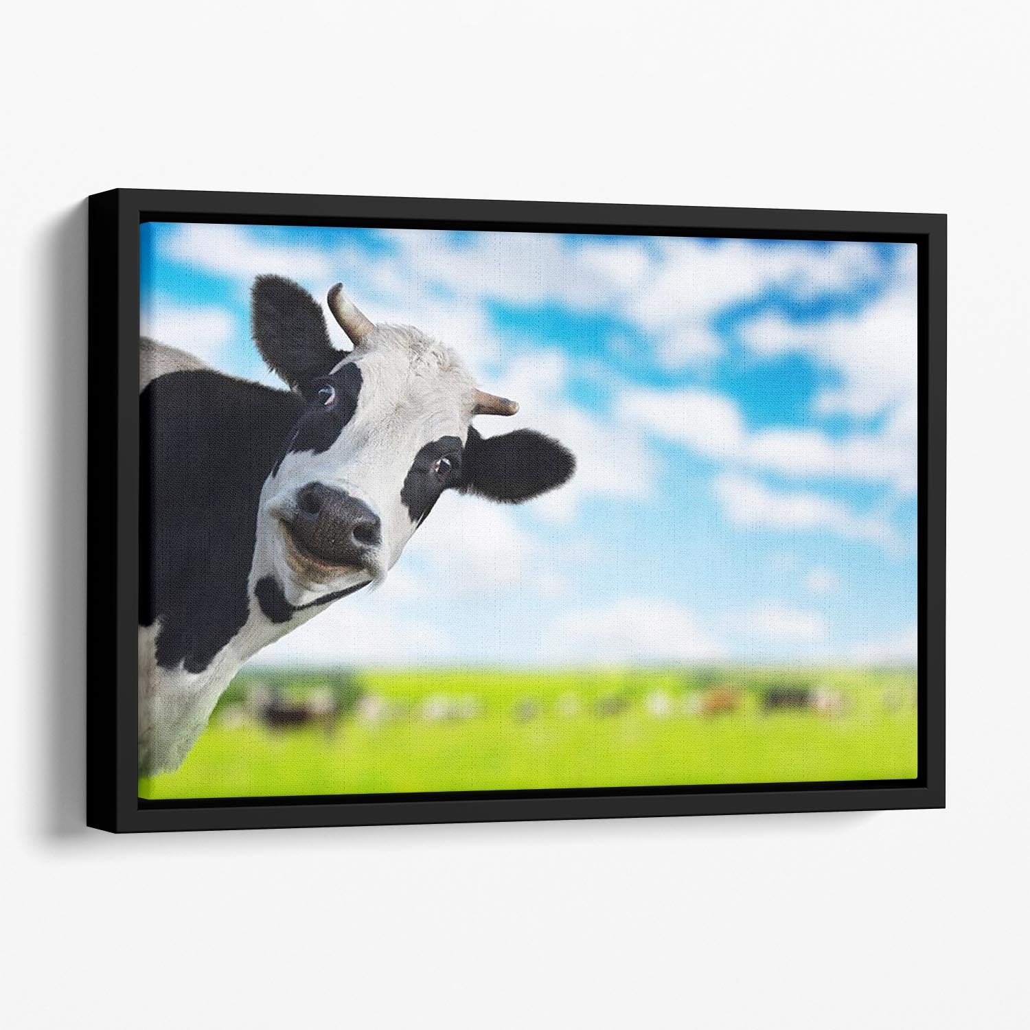 Funny cow looking at a camera Floating Framed Canvas - Canvas Art Rocks - 1