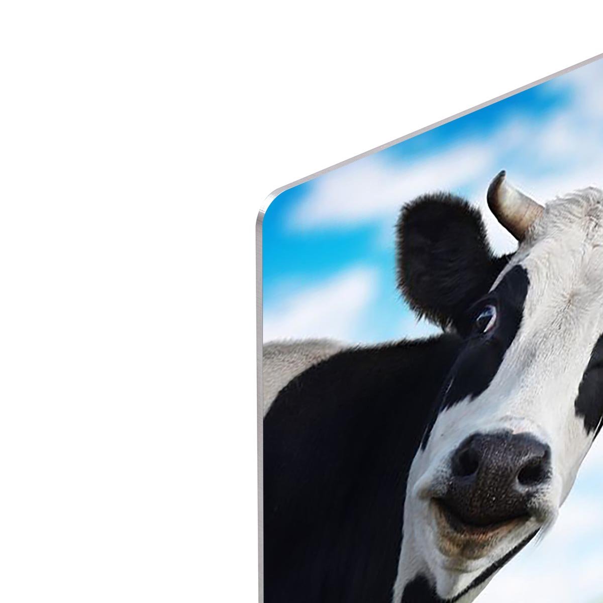 Funny cow looking at a camera HD Metal Print - Canvas Art Rocks - 4
