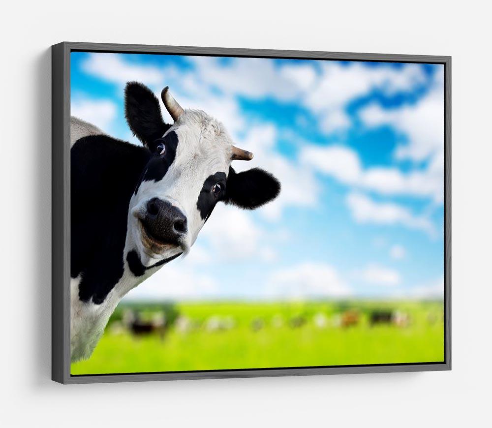 Funny cow looking at a camera HD Metal Print - Canvas Art Rocks - 9