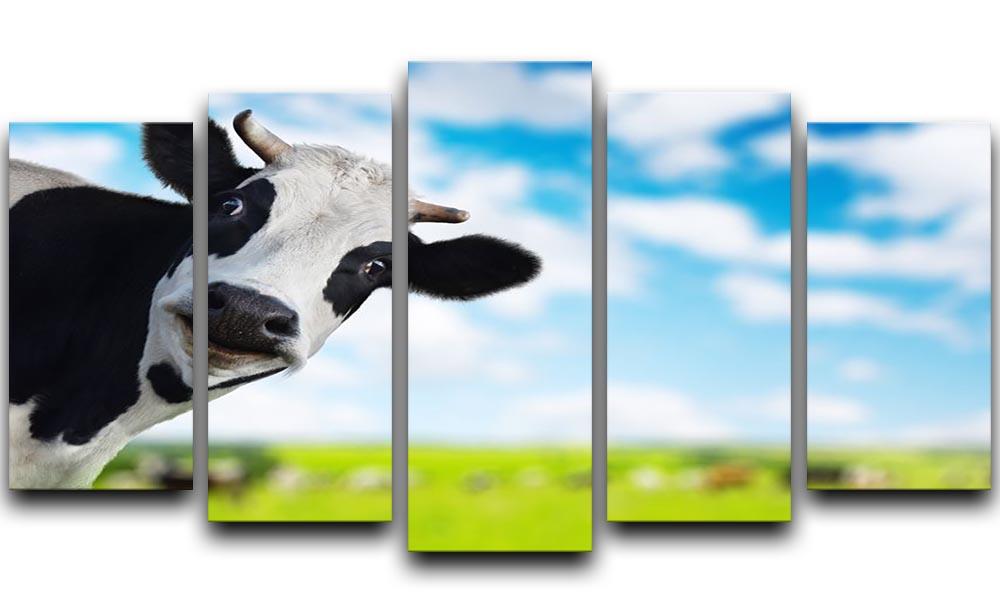 Funny cow looking to a camera 5 Split Panel Canvas - Canvas Art Rocks - 1
